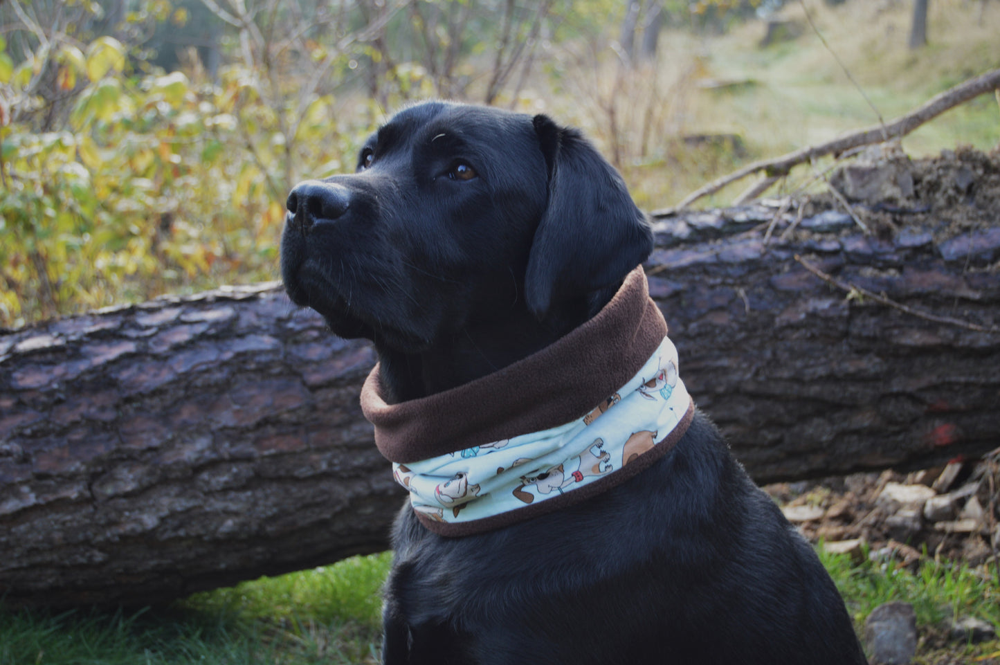 Hunde Loops